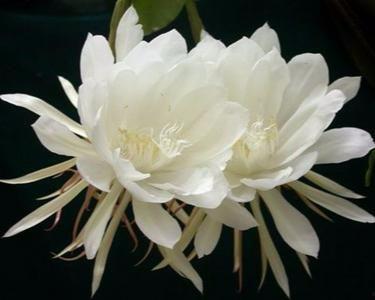 夜晚开的花,探寻夜晚盛开的花朵之美